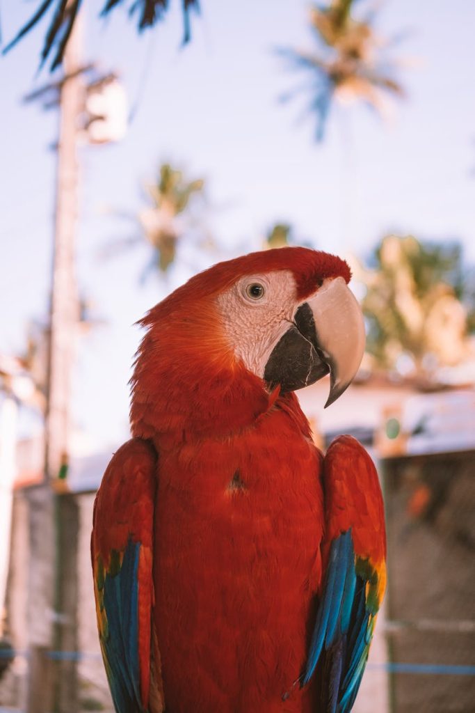 red blue and yellow macaw