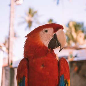 red blue and yellow macaw